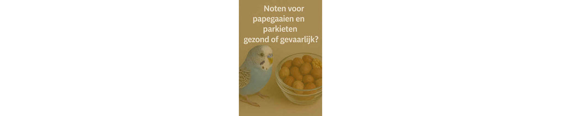 Noten voor papegaaien en parkieten: gezond of gevaarlijk?