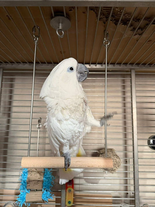 Fensievogels RVS Schommel – Zelf te Vullen (38 cm)