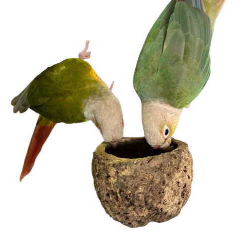 Back Zoo Nature Discovery Bowl