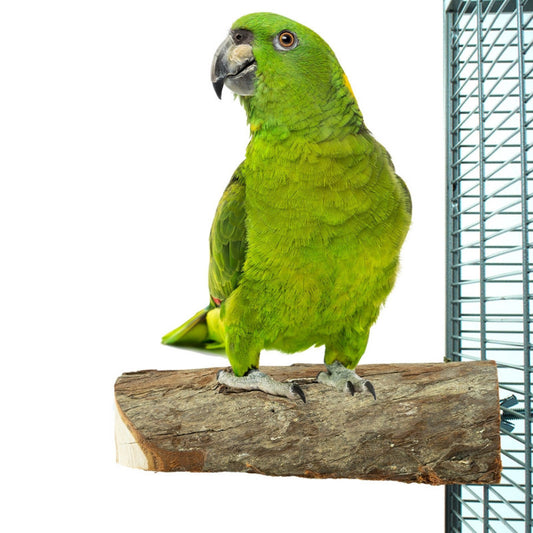 Back Zoo Nature Wood Slice Perch Large papegaaien