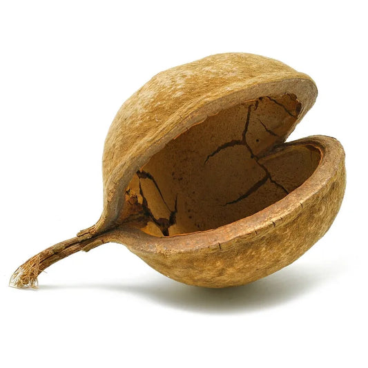 Boeddha Noot XL Naturel – Natuurlijk Speelplezier voor Kromsnavels