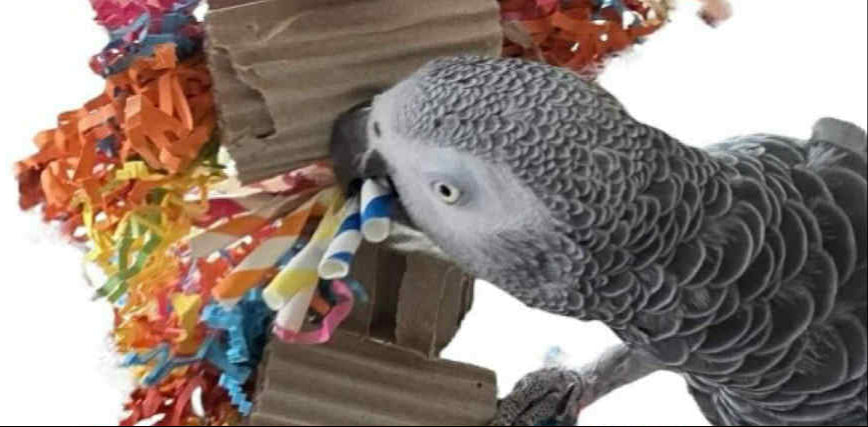 Handgemaakt vogelspeelgoed voor papegaaien en parkieten dat avontuur en speelplezier biedt.