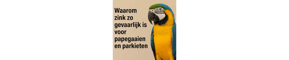 Waarom zink zo gevaarlijk is voor je papegaai
