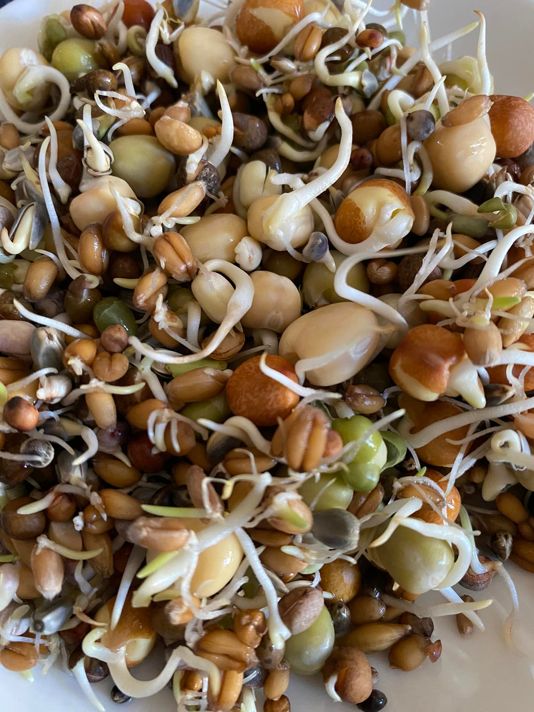 Gekiemde Zaden voor Papegaaien en Parkieten: Superfood voor je Vogel!