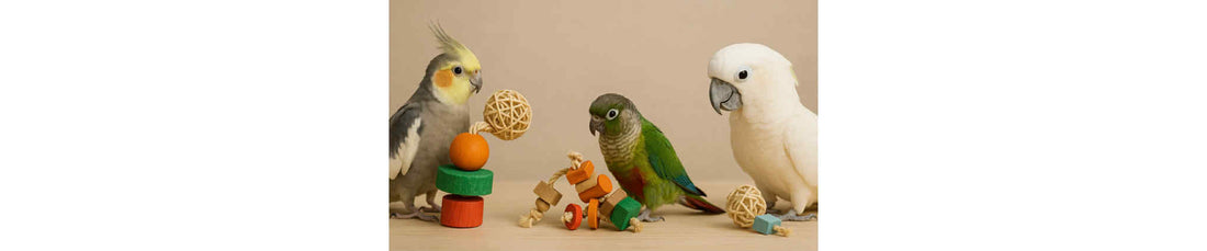 Waarom het juiste formaat vogelspeelgoed zoveel verschil maakt