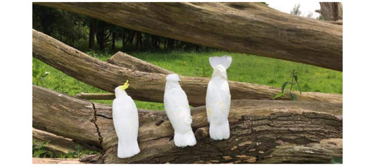 Over onze vogels