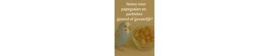 Noten voor papegaaien en parkieten: gezond of gevaarlijk?