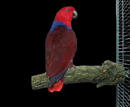 Back Zoo Nature Corky Perch Large