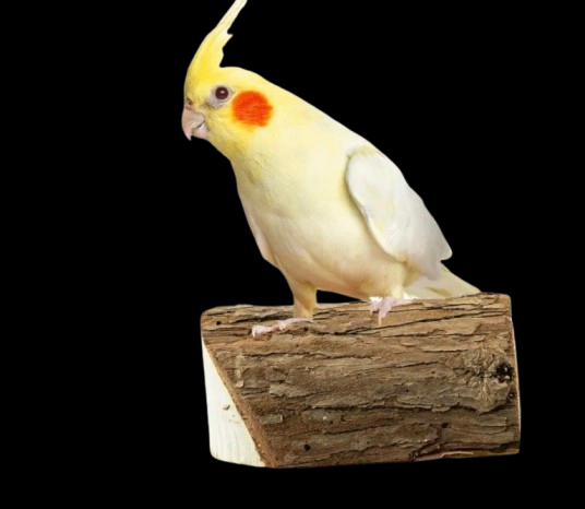 Back Zoo Nature Wood Slice Perch Small