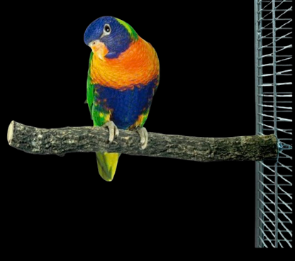 Back Zoo Nature Corky Perch Medium