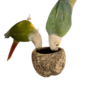 Natuurlijke Voerbak voor Vogels