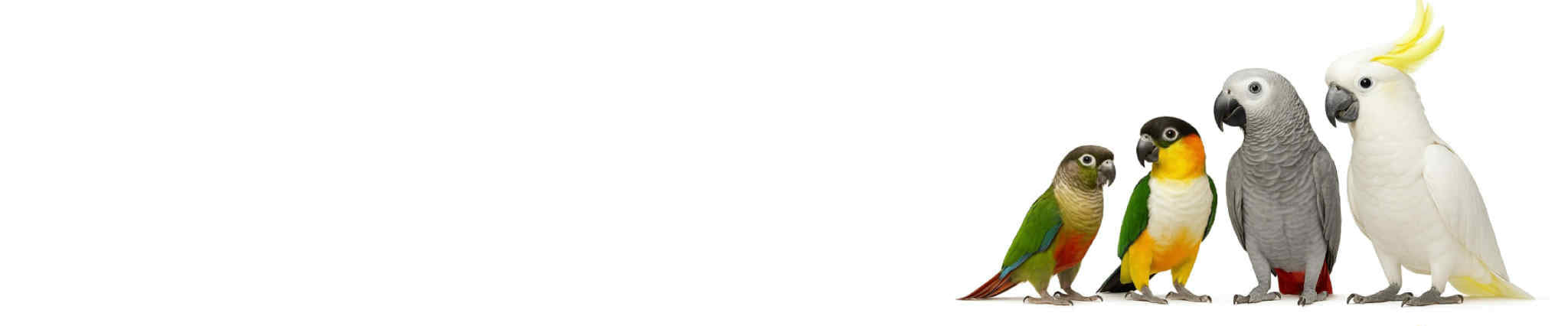 Met passie gemaakt voor parkieten en papegaaien – omdat veilig spelen begint bij FensieVogels.