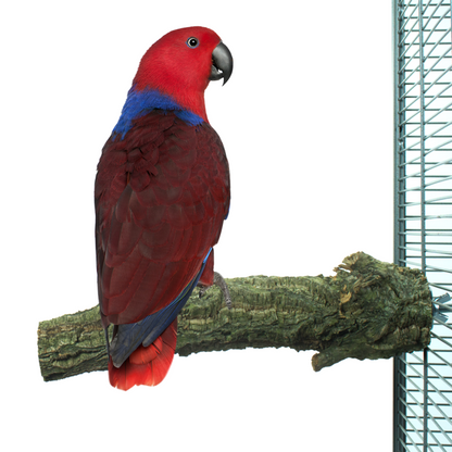 Back Zoo Nature Corky Perch – Large