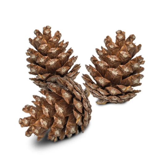 Back Zoo Nature Forest Pine Cones – Natuurlijk Foerageerspeelgoed voor Vogels en Knaagdieren