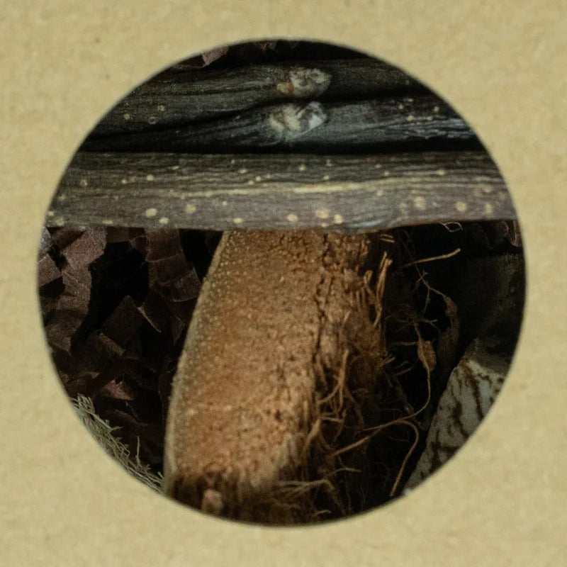 Back Zoo Nature – Hexagon Foraging & Play Tunnel