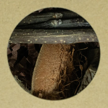 Back Zoo Nature – Hexagon Foraging & Play Tunnel