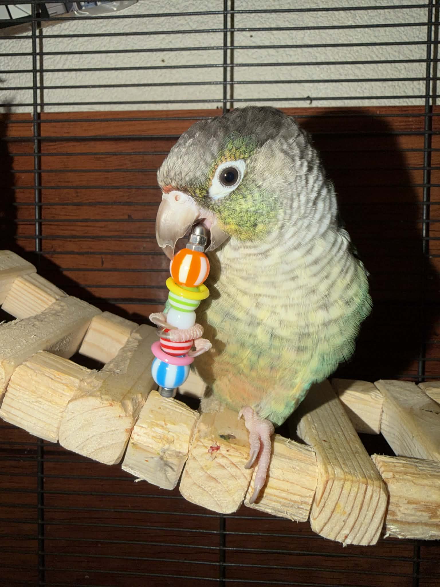 leuke parkieten speeltjes fensievogels