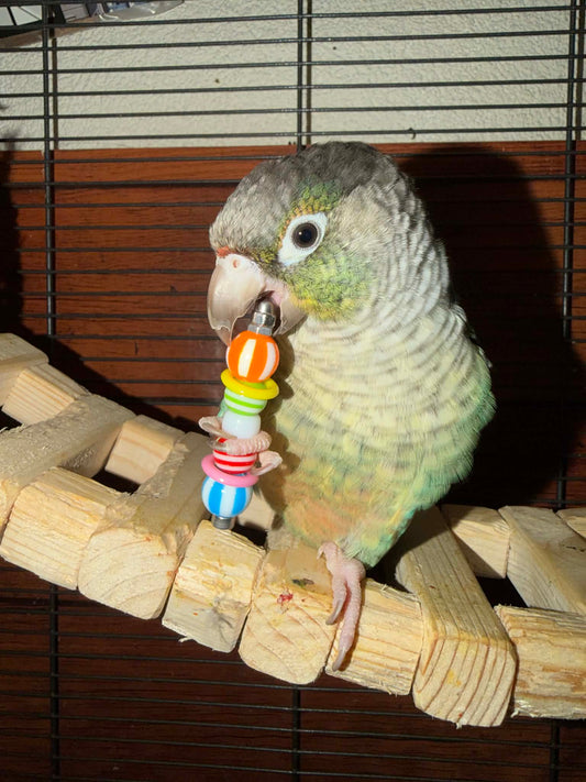 leuke parkieten speeltjes fensievogels